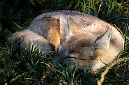 Corsac Fox Curled Up