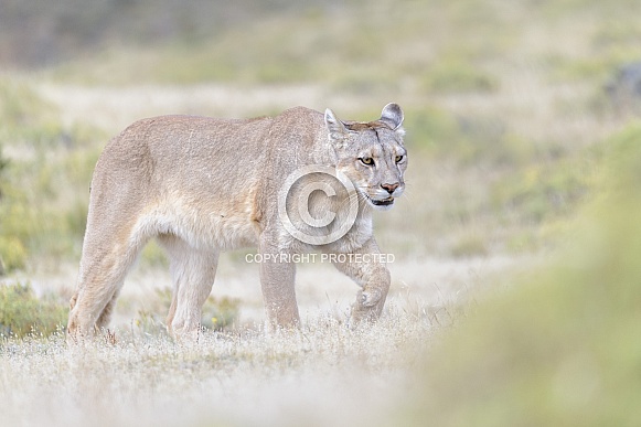 Puma (Puma concolor)