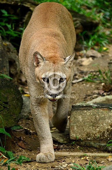 Cougar/ Moutain Lion/ Puma Cougar/ Moutain Lion/ Puma