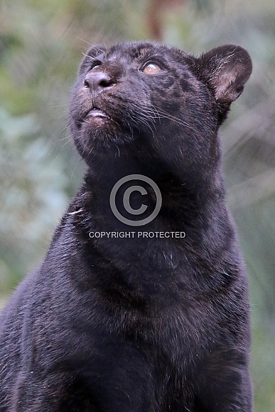 jaguar pup