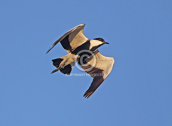 Spur winged Plover