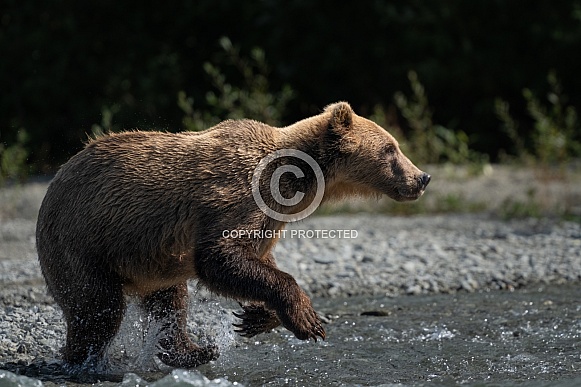 Brown bear in the water looking for fish Brown bear in the water looking for fish