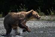 Brown bear in the water looking for fish