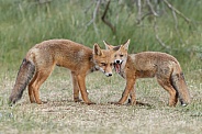 Two Juvenile red foxes