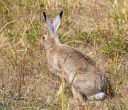 Jack Rabbit