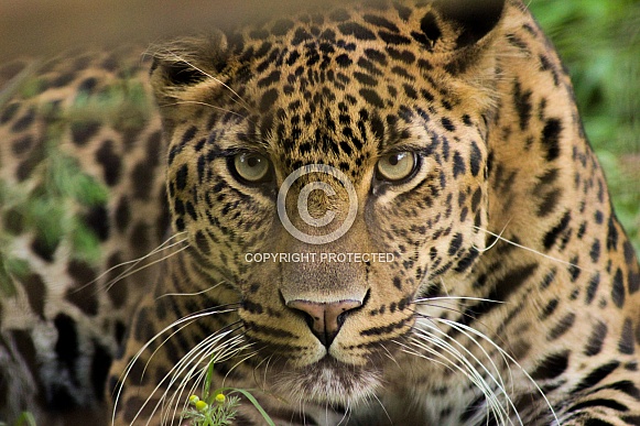 African leopard Bakari