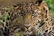 African leopard Bakari