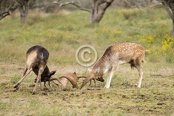 Fallow Deer Fallow Deer