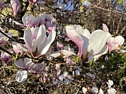 Magnolia Flowers