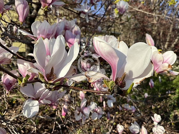 Magnolia Flowers