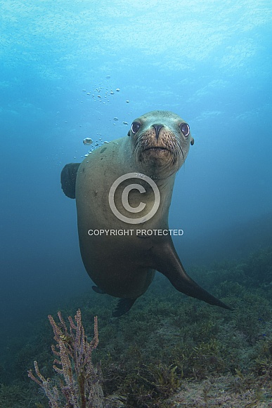 Sea Lion