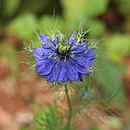 Blue Flower Nigela Damascena