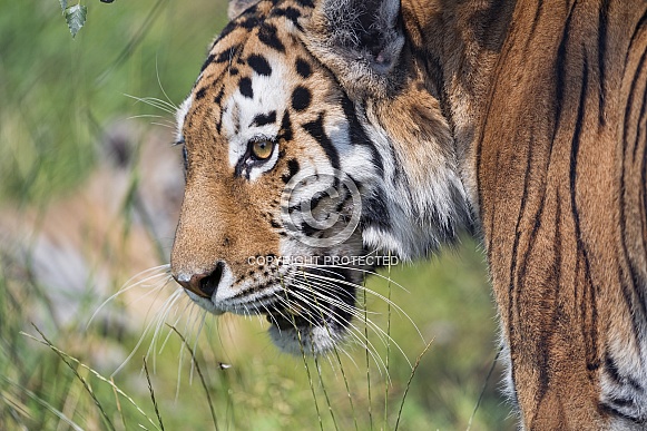 Amur Tiger