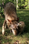 Timber Wolf and pup