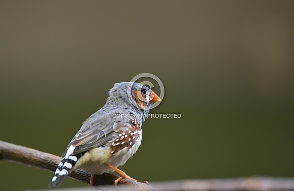 Zebra finch