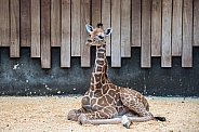 Giraffe Calf (2 weeks old)