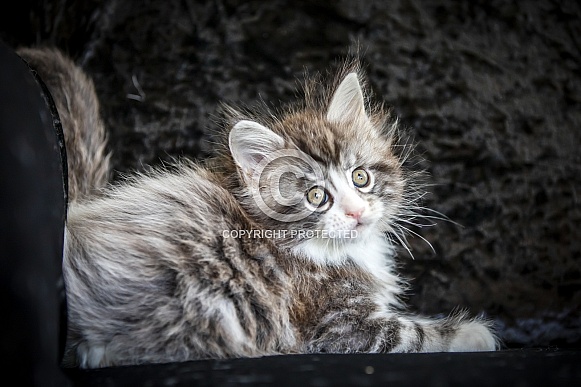 Maine coon
