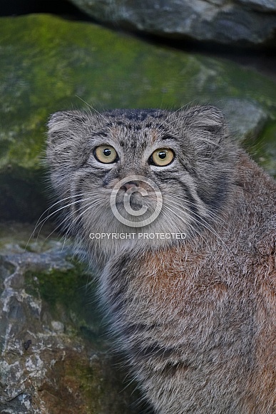 Pallas's Cat