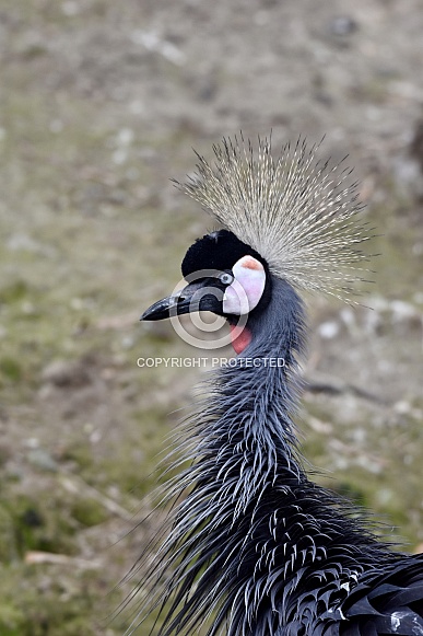 Crowned Crane
