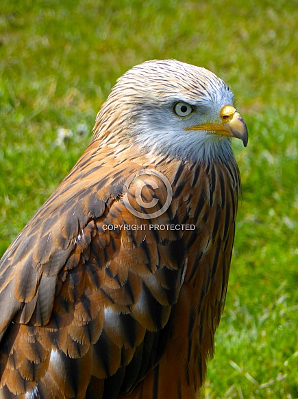 Red kite