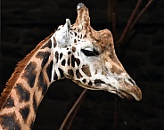 Rothschild's Giraffe