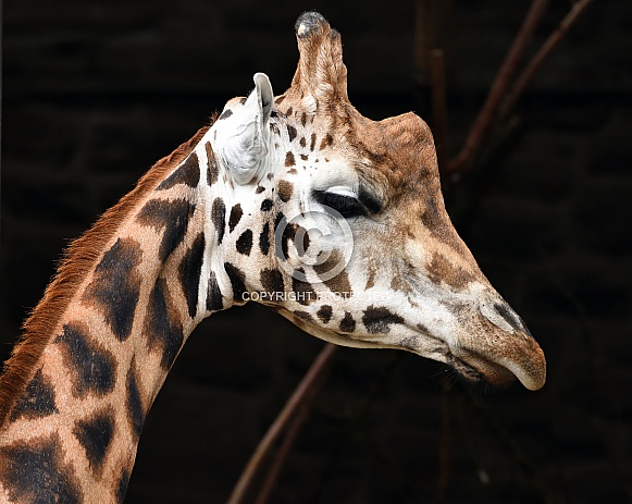 Rothschild's Giraffe Rothschild's Giraffe
