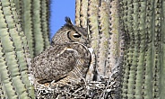 Great horned owl sitting in her nest
