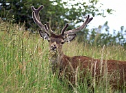 Deer
