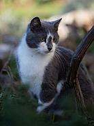 Grey and White Cat Half Profile