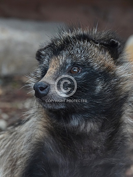 Raccoon Dog Raccoon Dog