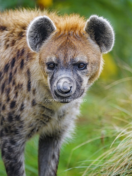 Hyena Hyena