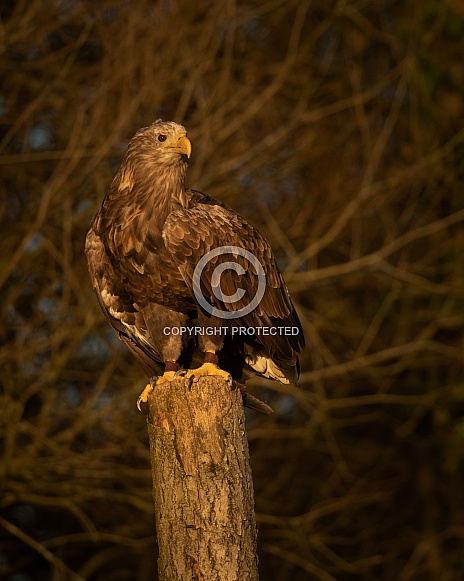 Golden Eagle Golden Eagle
