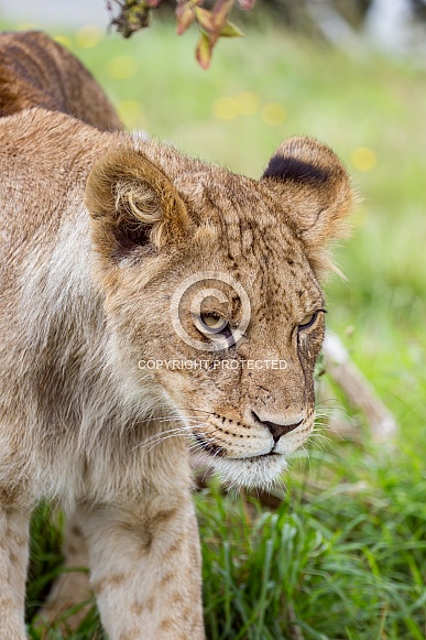 African Lion (young) African Lion (young)