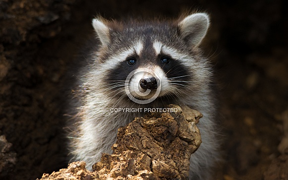 Raccoon