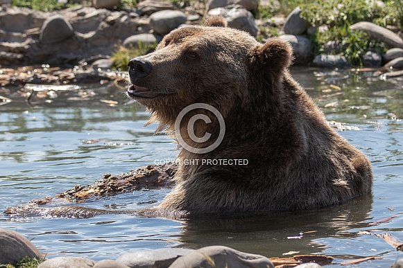 Grizzly Bear