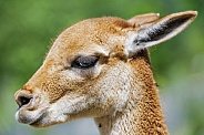 Vicuña portrait