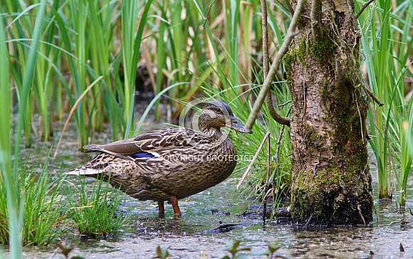 Female Mallard Female Mallard