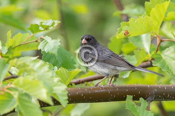 Dark-eyed Junco in Alaska Dark-eyed Junco in Alaska