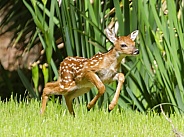 White tailed Deer