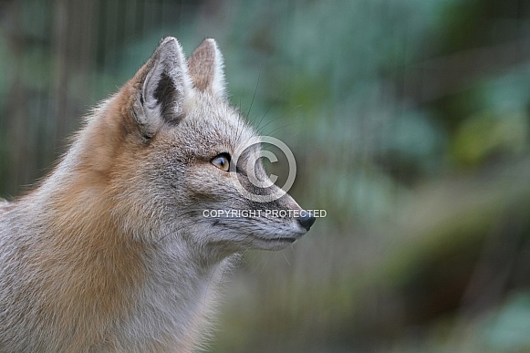 Corsac Fox