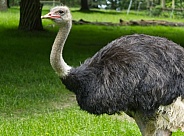 Ostrich
