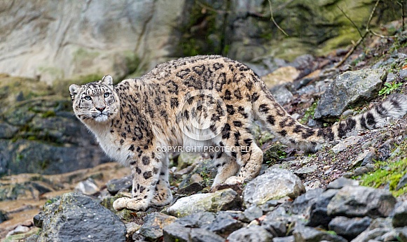 Snow Leopard