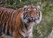 Sumatran Tigress(Panthera Tigris Sumatrae)