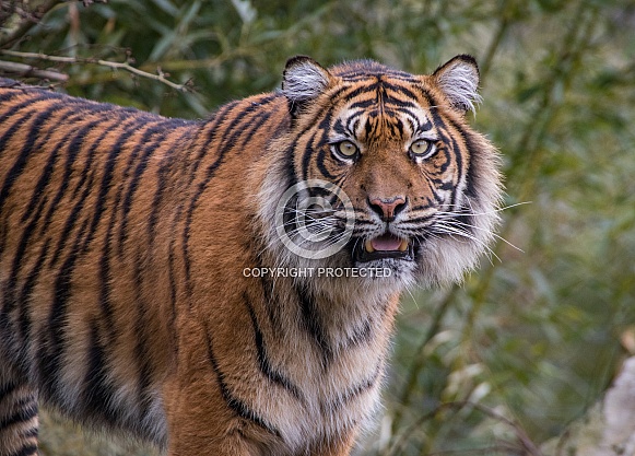 Sumatran Tigress(Panthera Tigris Sumatrae)