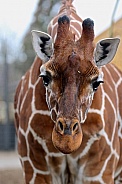 giraffe