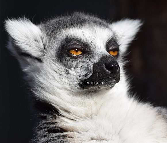 Ring-tailed Lemur