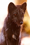 Black Arctic Fox