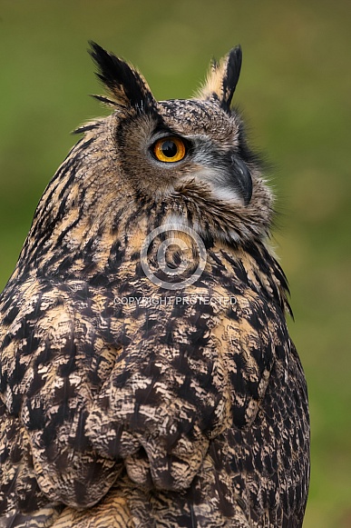 Eurasian Eagle Owl Eurasian Eagle Owl