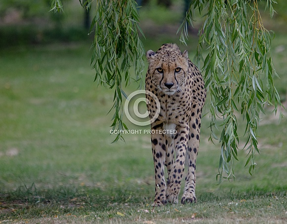 Cheetah Cheetah
