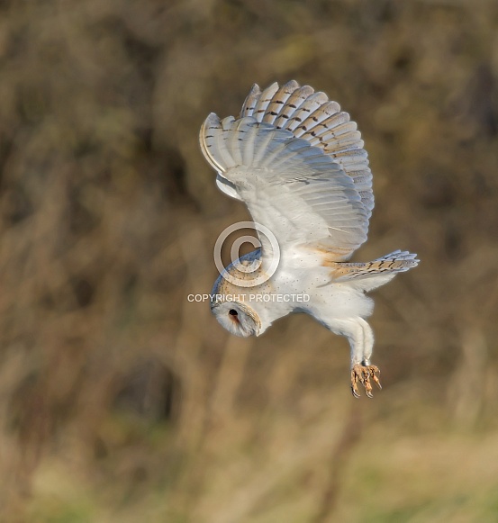 Barn Owl Barn Owl